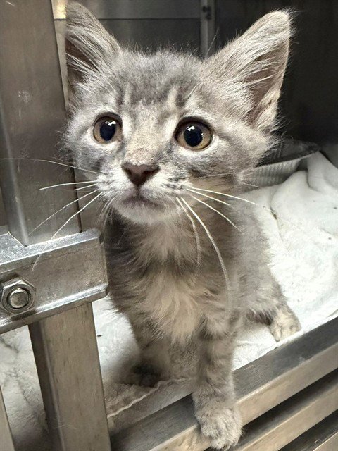 LIL BIT - Domestic Short Hair available for adoption