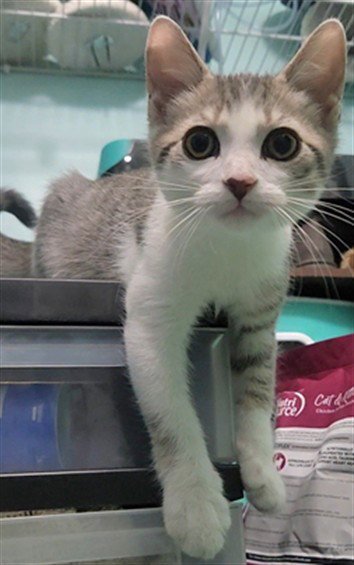 CHARLESTON - Domestic Short Hair available for adoption