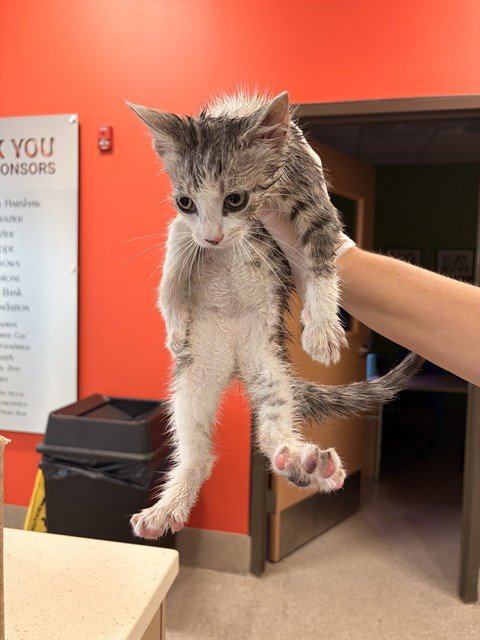 CHARLESTON - Domestic Short Hair available for adoption
