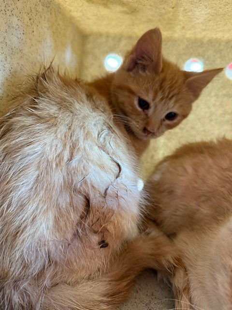 CHEDDAR - Domestic Short Hair available for adoption