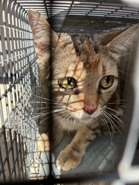 ALICE - Domestic Short Hair available for adoption