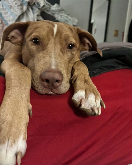 SCOOBY - Catahoula Leopard Dog available for adoption