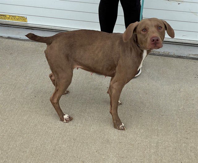 BETTY BOOMFADDEN - Pit Bull Terrier available for adoption