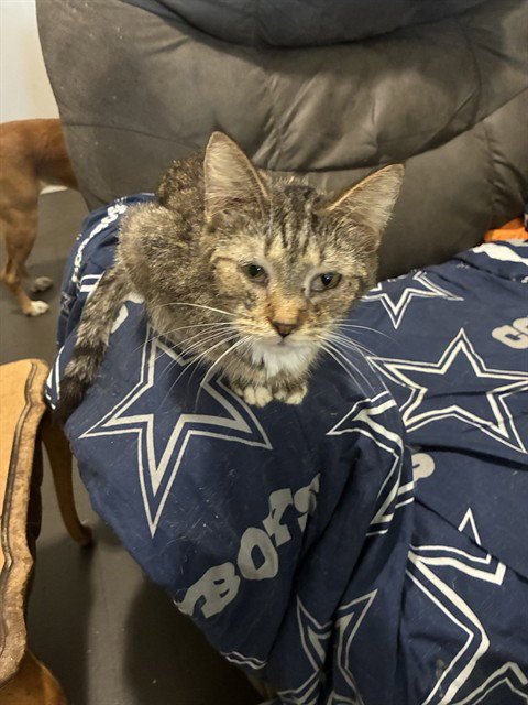 CUDDLES - Domestic Short Hair available for adoption