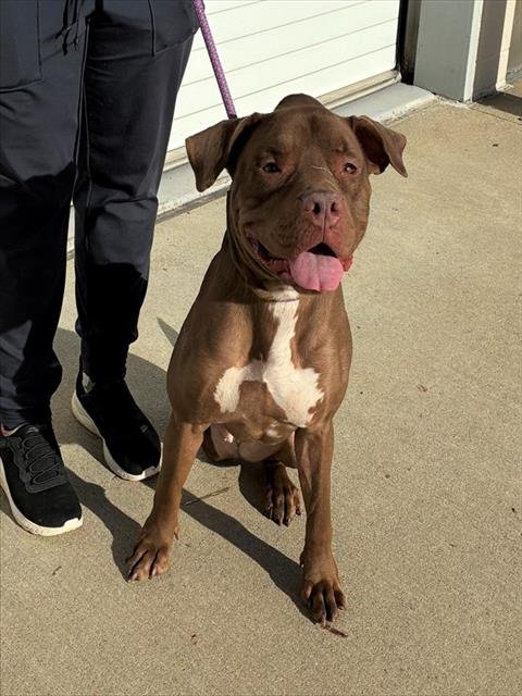 VAL - American Pit Bull Terrier / Labrador Retriever available for adoption