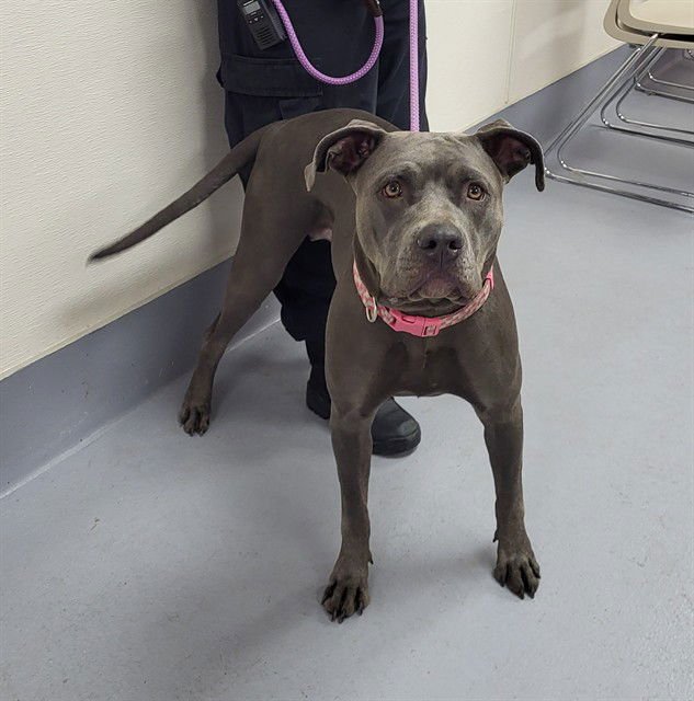 ROYALTY - American Bulldog available for adoption