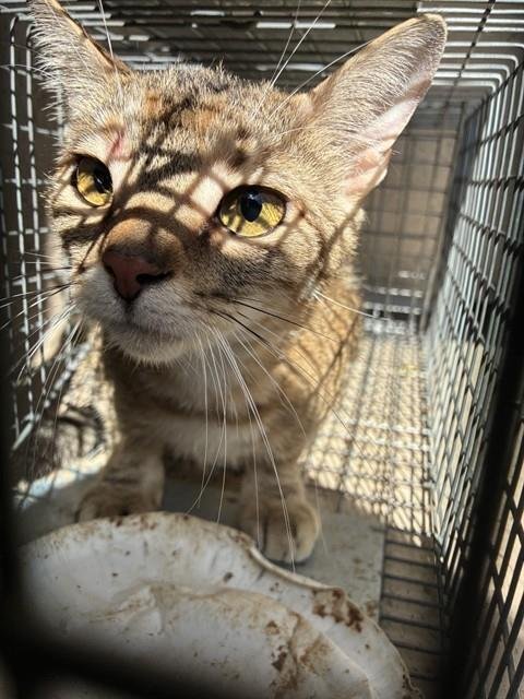 SKRUNKLEZ - Domestic Short Hair available for adoption