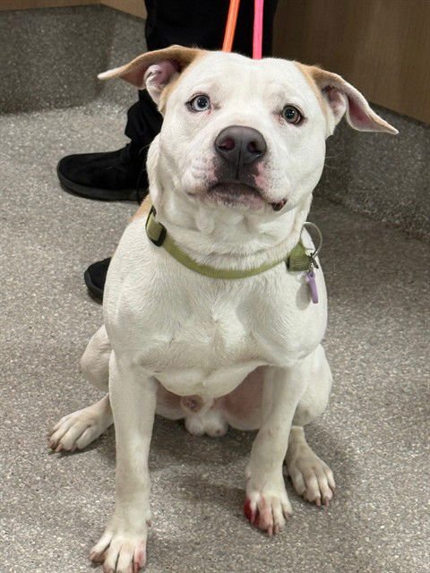 LUCKI - Pit Bull Terrier available for adoption