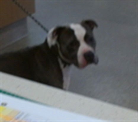 SPIKEY VAN BUREN - Pit Bull Terrier available for adoption