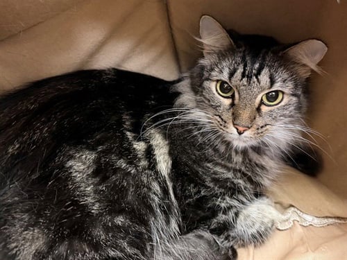 BLAKE - Domestic Long Hair available for adoption