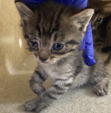 PETEY - Domestic Short Hair available for adoption
