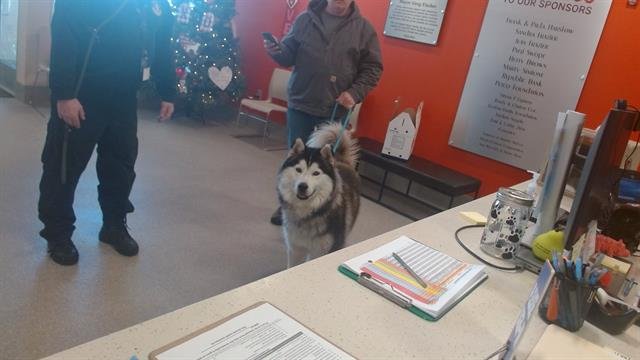 G THING - Alaskan Malamute / Husky available for adoption