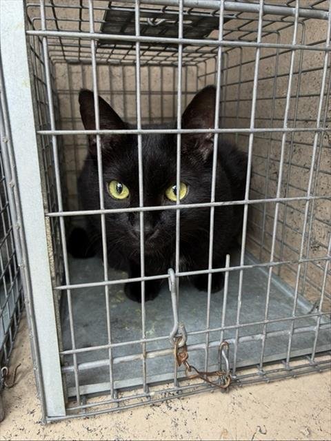 A801056 - Domestic Short Hair available for adoption