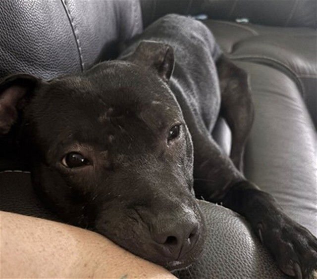 PETEY - Pit Bull Terrier available for adoption