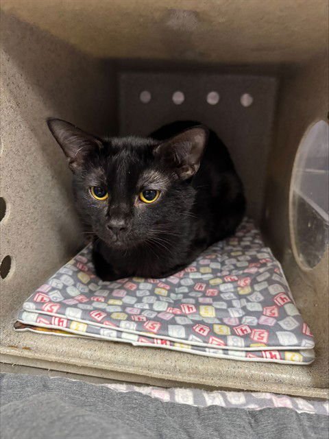 CAPTAIN RANDALL - Domestic Short Hair available for adoption