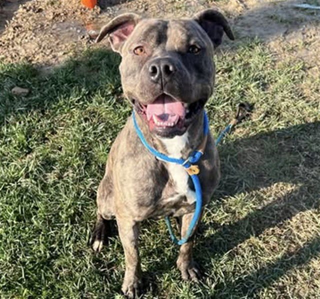 LITTLE MAN - Pit Bull Terrier available for adoption