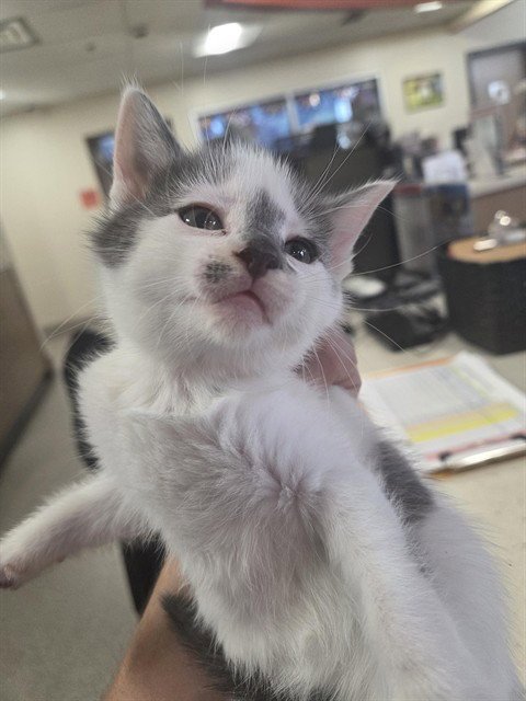 A800133 - Domestic Short Hair available for adoption