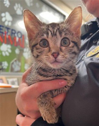 MAPLE - Domestic Short Hair available for adoption