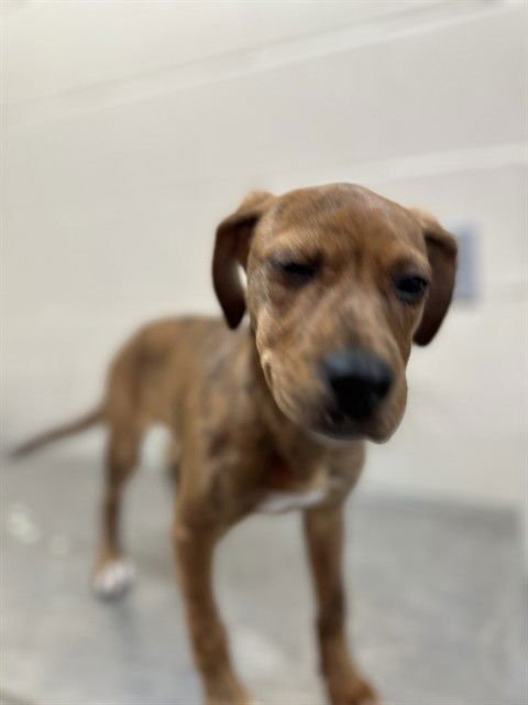 BO PEEPIN - Pit Bull Terrier available for adoption