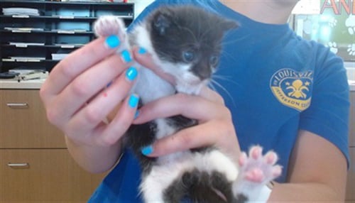GUSGUS - Domestic Short Hair available for adoption
