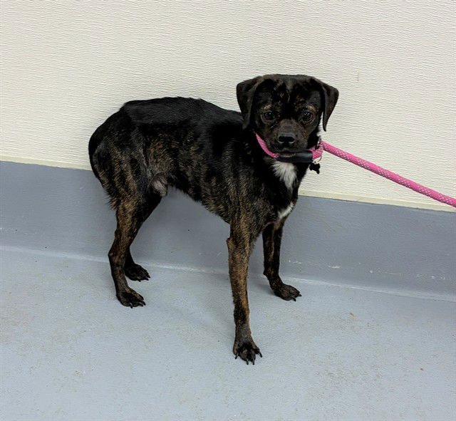 CROSBY - Pug / Chihuahua available for adoption