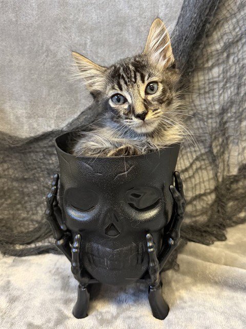 SMARTIES - Domestic Medium Hair available for adoption