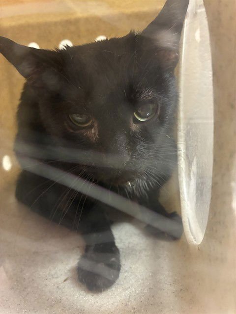 MOE - Domestic Short Hair available for adoption