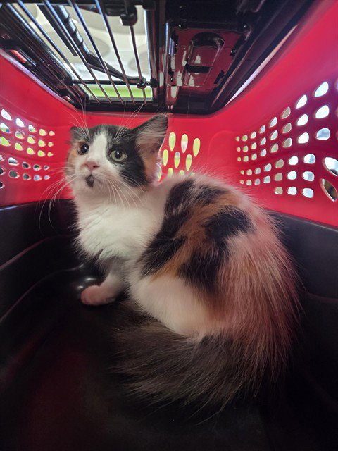 PEANUT BUSTER PARFAIT - Domestic Medium Hair available for adoption
