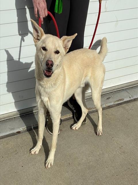 LUCKY STRIKE - German Shepherd Dog available for adoption