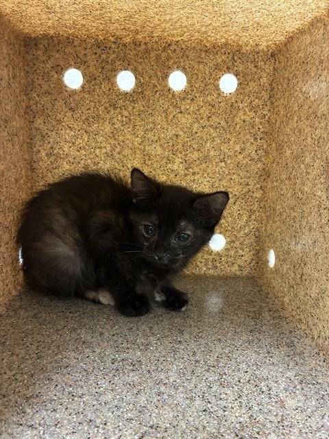 TWILIGHT - Domestic Short Hair available for adoption