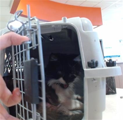 MARGO - Domestic Medium Hair available for adoption