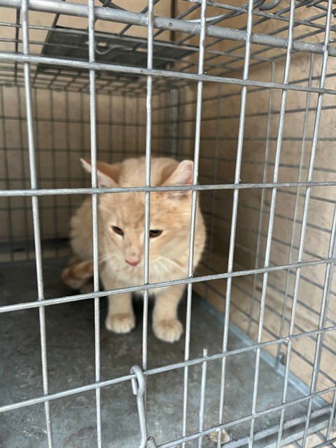 SIMBA - Domestic Short Hair available for adoption