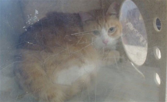 NUGGET - Domestic Short Hair available for adoption