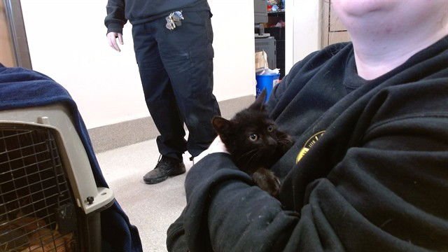 MARS - Domestic Short Hair available for adoption