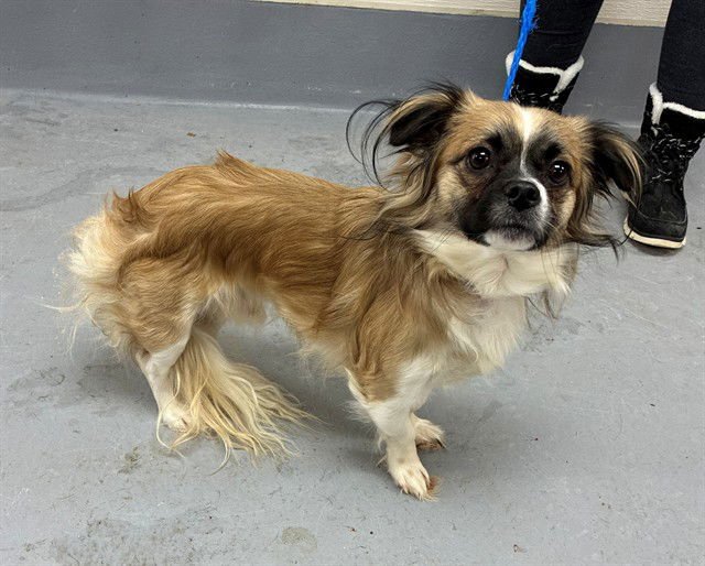 A794150 - Papillon available for adoption
