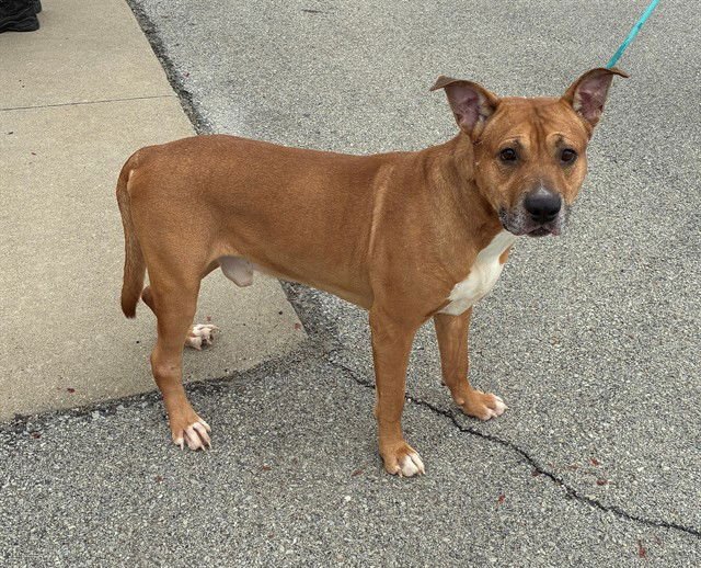 JAMES P SULLIVAN - Pit Bull Terrier available for adoption