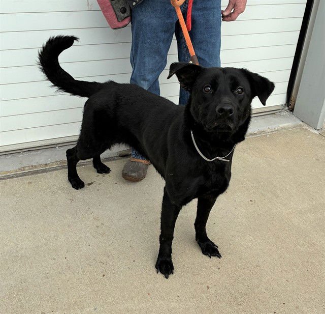 KERLIX - Labrador Retriever available for adoption