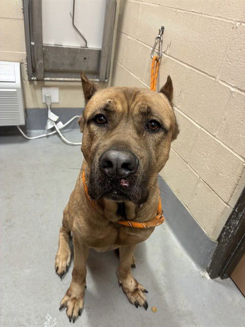 JUICE - Cane Corso Mastiff available for adoption