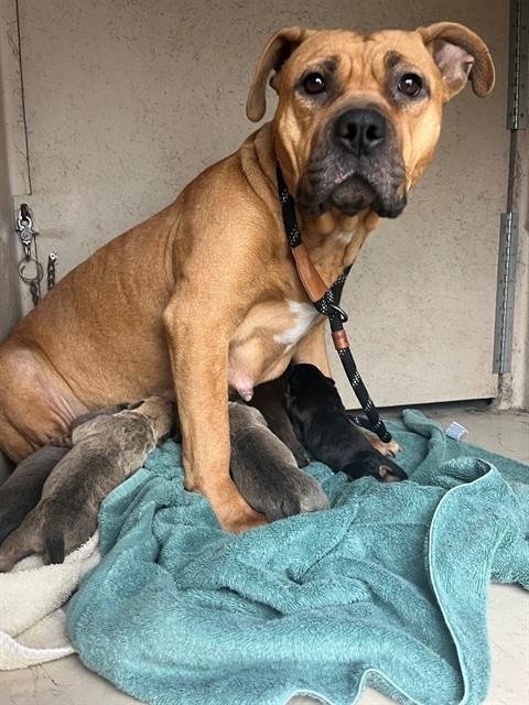 ANNIE - Pit Bull Terrier available for adoption