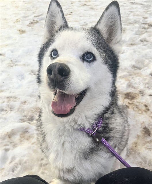 WARIO - Husky available for adoption