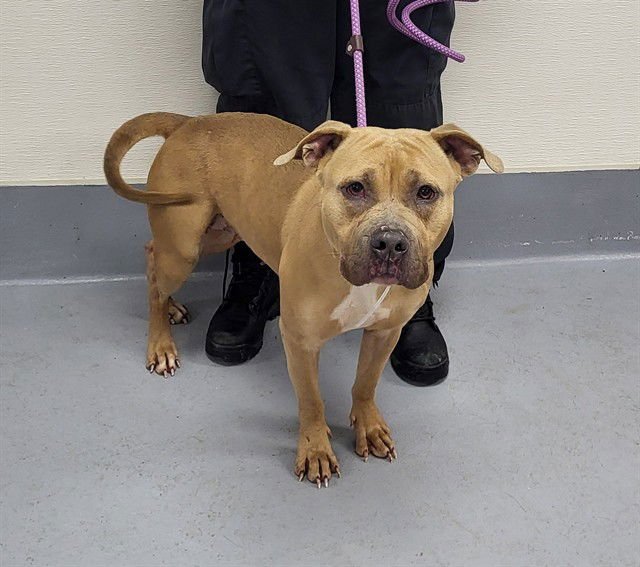 GONNA BE GOLDEN - Pit Bull Terrier available for adoption