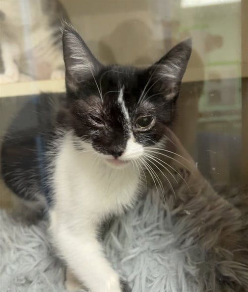 DEANO - Domestic Short Hair available for adoption