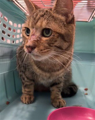 NIGEL - Domestic Short Hair available for adoption