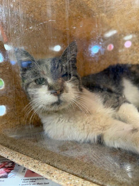 HUCKLEBERRY FINN - Domestic Short Hair available for adoption