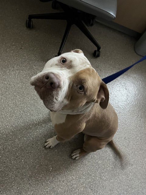 DOE BOY FRESH - American Staffordshire Terrier available for adoption