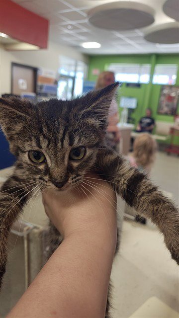 CHERRY POP - Domestic Short Hair available for adoption
