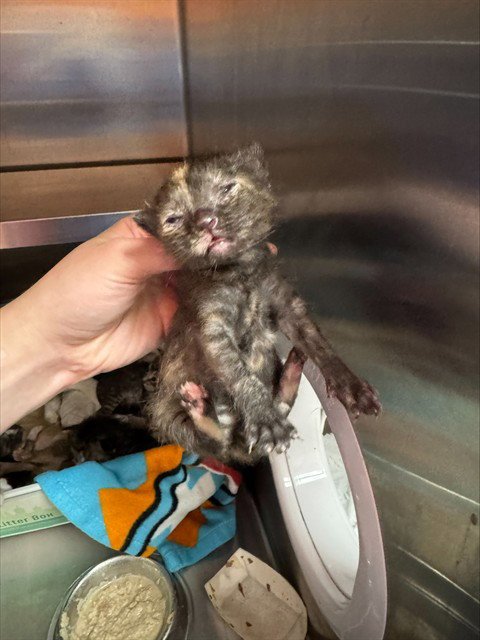 APPLEGATE - Domestic Short Hair available for adoption