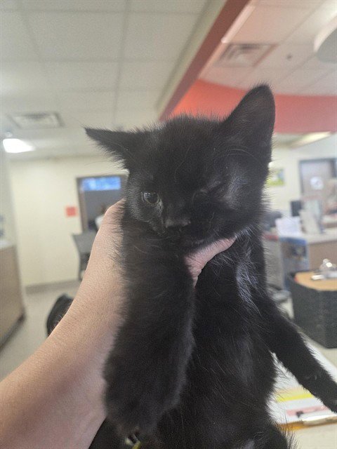 A800136 - Domestic Short Hair available for adoption