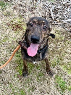 PEPPER - Belgian Shepherd Malinois available for adoption