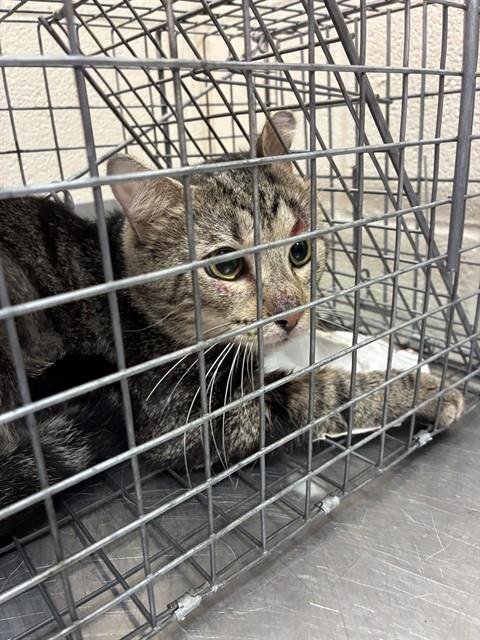 DR. FLUFF N STUFF - Domestic Short Hair available for adoption